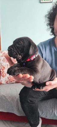 Cane Corso A Kalite Yavrular
