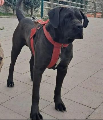 Cane Corso A Kalite Yavrular