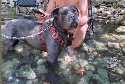 Cane Corso A Kalite Yavrular