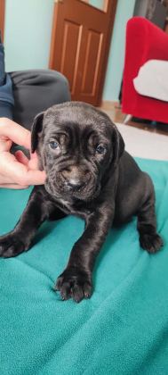 Cane Corso A Kalite Yavrular