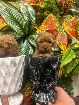 Toy Poodle Yavrumuz