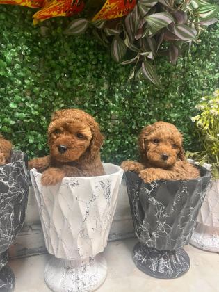 Toy Poodle Yavrumuz