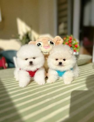 ORİJİNAL BOO 2 dişi ve 2 erkek bebekler