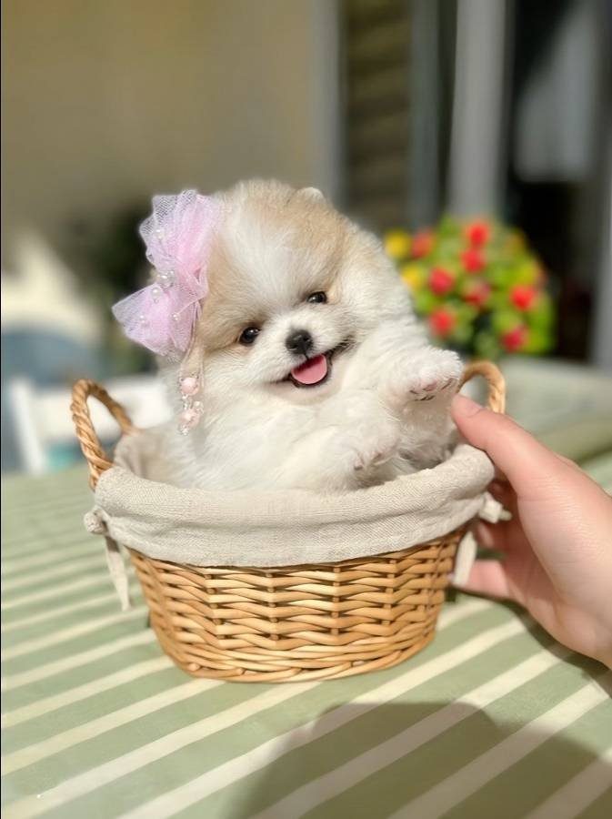 ORİJİNAL BOO 2 dişi ve 2 erkek bebekler