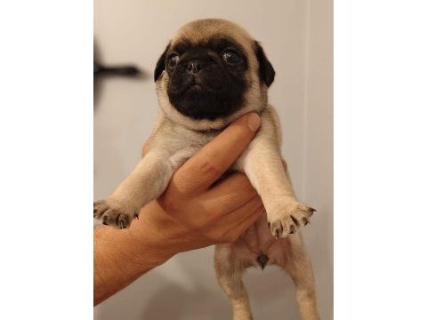 PUG YAVRULARIM YENİ SAHİBİNİ BEKLİYOR