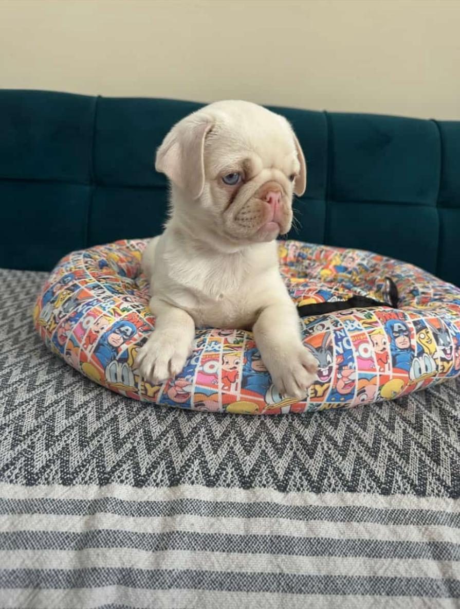 Egzotık pug yavrular