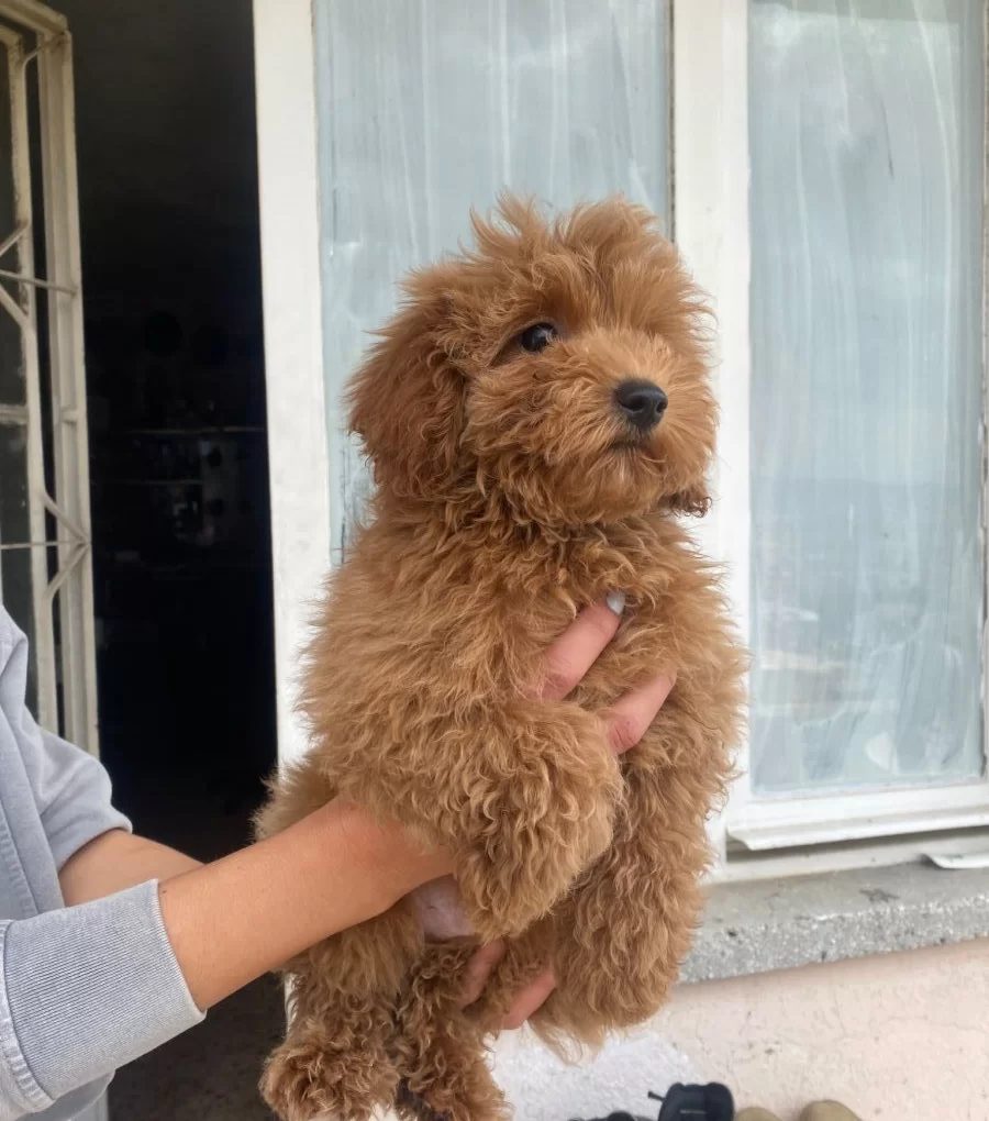 Mini Boy Maltipoo Oglumuz