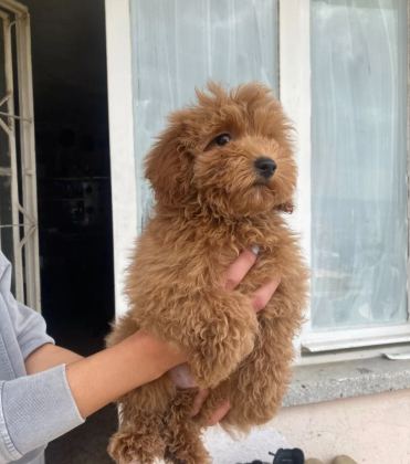 Mini Boy Maltipoo Oglumuz