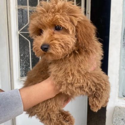 Mini Boy Maltipoo Oglumuz