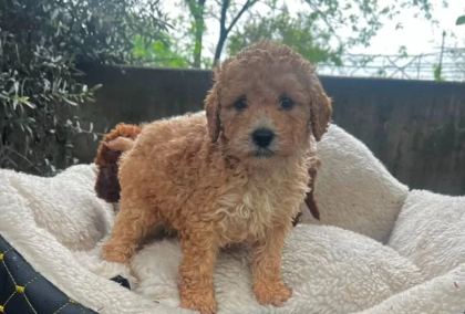 Kahve Tonlu Maltipoo Cinsi Yavrular