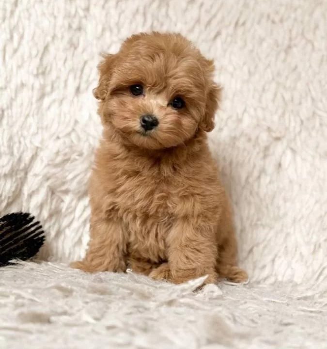Kahve Tonlu Maltipoo Cinsi Yavrular
