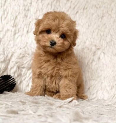 Kahve Tonlu Maltipoo Cinsi Yavrular