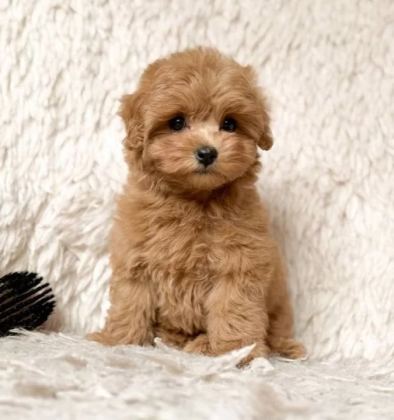 Kahve Tonlu Maltipoo Cinsi Yavrular