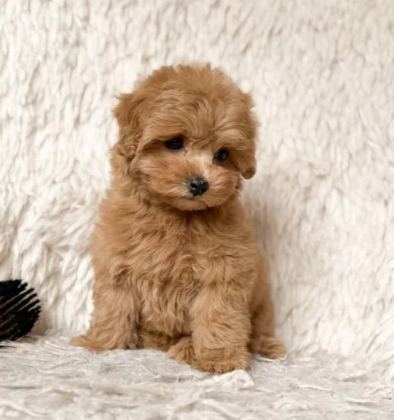 Kahve Tonlu Maltipoo Cinsi Yavrular