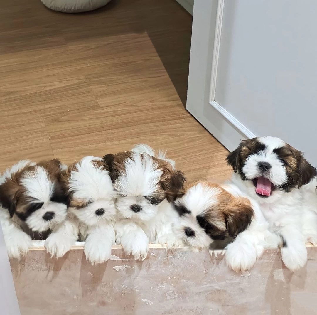 Irk Garantili Shih Tzu Yavruları