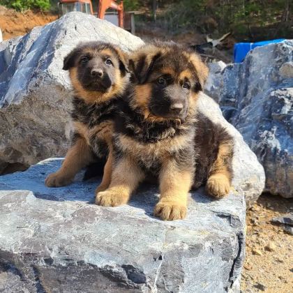 Showline Alman Çoban Köpeği Yavruları