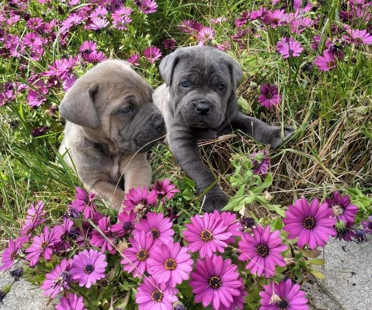 Blue Cane Corso Yavruları
