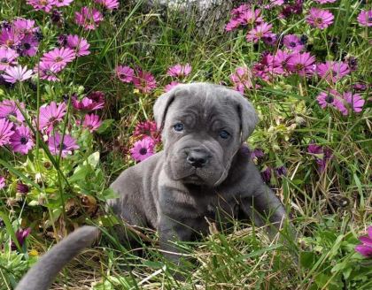 Blue Cane Corso Yavruları