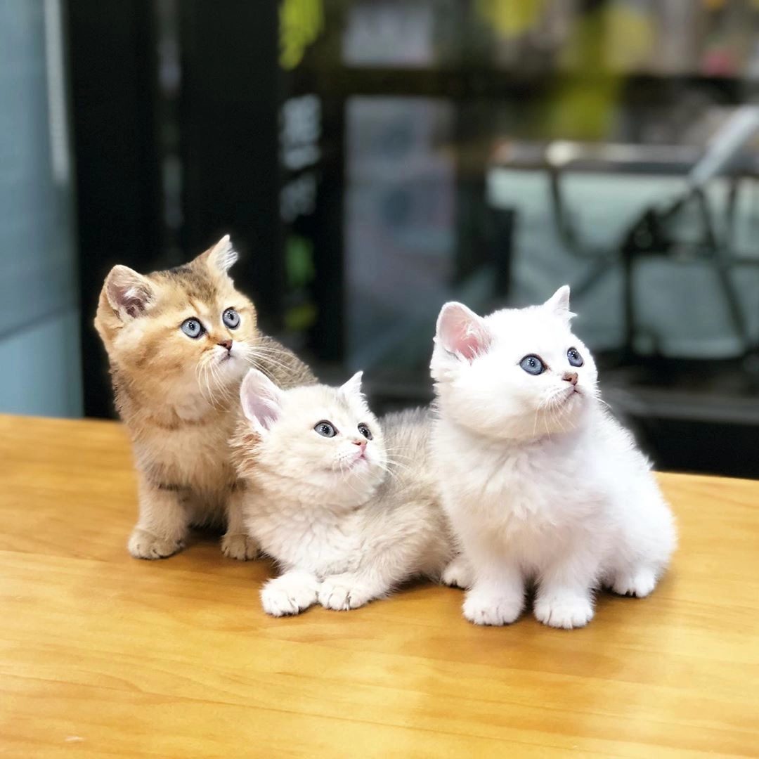 British Shorthair Yavrulari