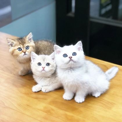 British Shorthair Yavrulari