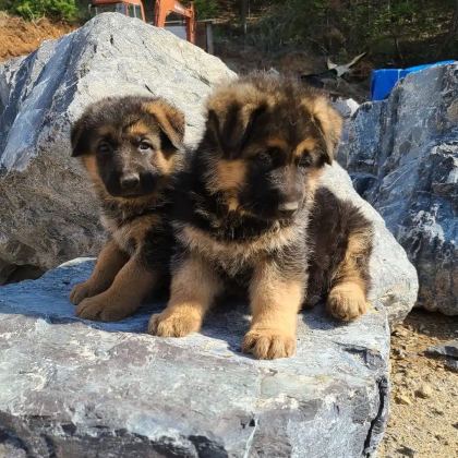 Showline Alman Çoban Köpeği Yavruları