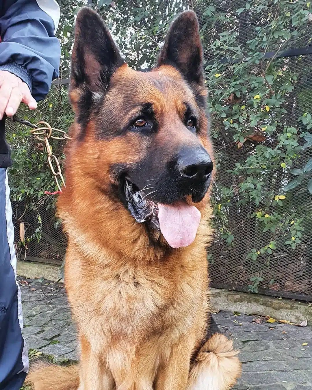 Showline Alman Çoban Köpeği Yavruları