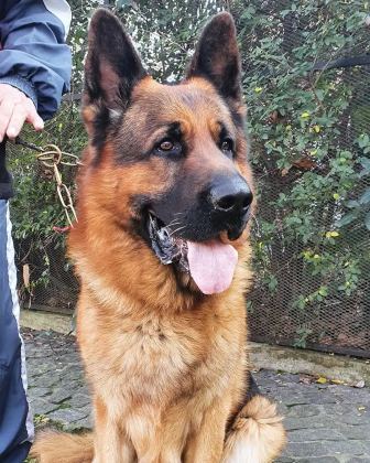 Showline Alman Çoban Köpeği Yavruları