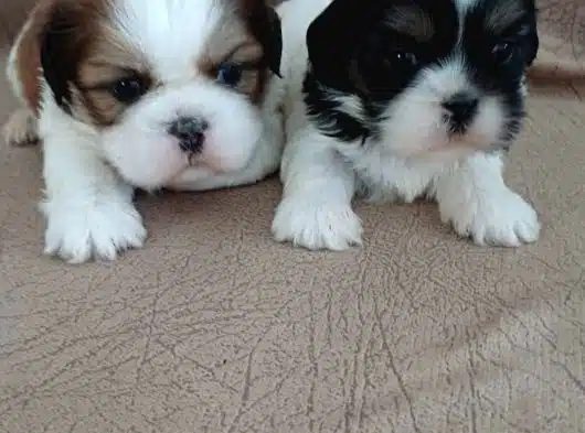 Ankaradan Ücretsiz Shih-Tzu