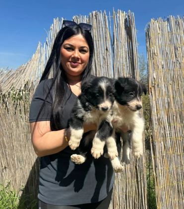 Zeka Kupu Border Collie Yavruları