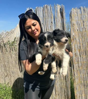 Zeka Kupu Border Collie Yavruları