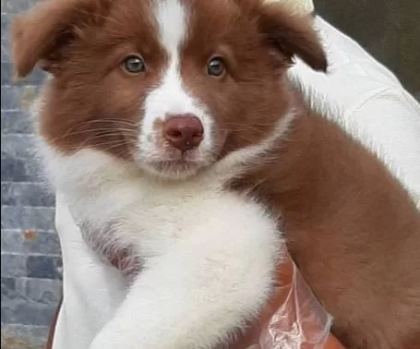 Cekmekoy De Karakteri Saglam Border Collie Akıllı Bıcırıklar