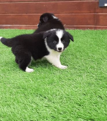 Cekmekoy De Karakteri Saglam Border Collie Akıllı Bıcırıklar
