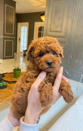 Zekası Ve Hipoalerjenik Yapısıyla Dikkat Ceken Oyuncu Poodle Yavruları