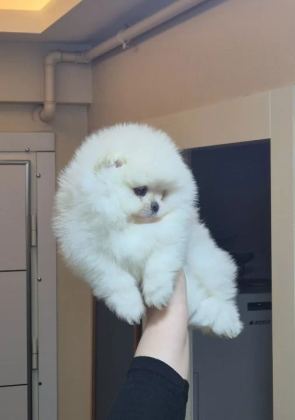 Ayıcık Yuz Pomeranian Boo Erkek