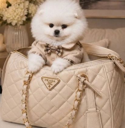 Ayıcık Yuz Pomeranian Boo Erkek