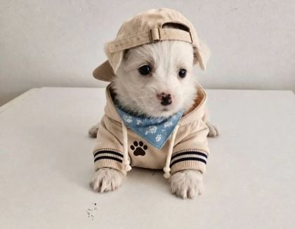 Minicik Malteseler
