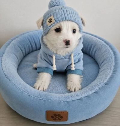 Minicik Malteseler