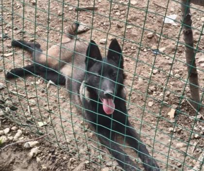 5 Aylık Siyah Maskeli Disi Belcika Kurdu Malinois