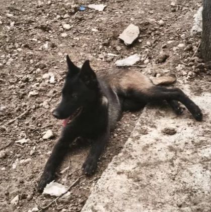 5 Aylık Siyah Maskeli Disi Belcika Kurdu Malinois