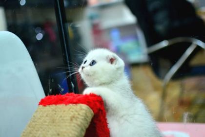 Muhteşem Yüz Hatına Sahip Silver Scottish Fold
