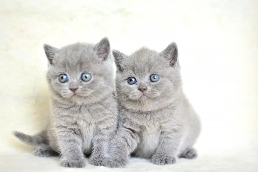 Kut Kafa Gri Scottish Fold Yavrumuz