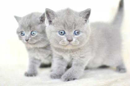 Kut Kafa Gri Scottish Fold Yavrumuz