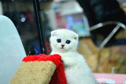 Muhteşem Yüz Hatına Sahip Silver Scottish Fold