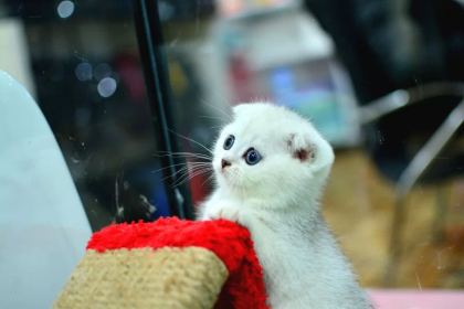 Muhteşem Yüz Hatına Sahip Silver Scottish Fold