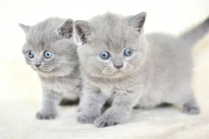 Kut Kafa Gri Scottish Fold Yavrumuz
