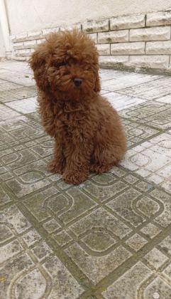 Toy Poodle yavrumuz