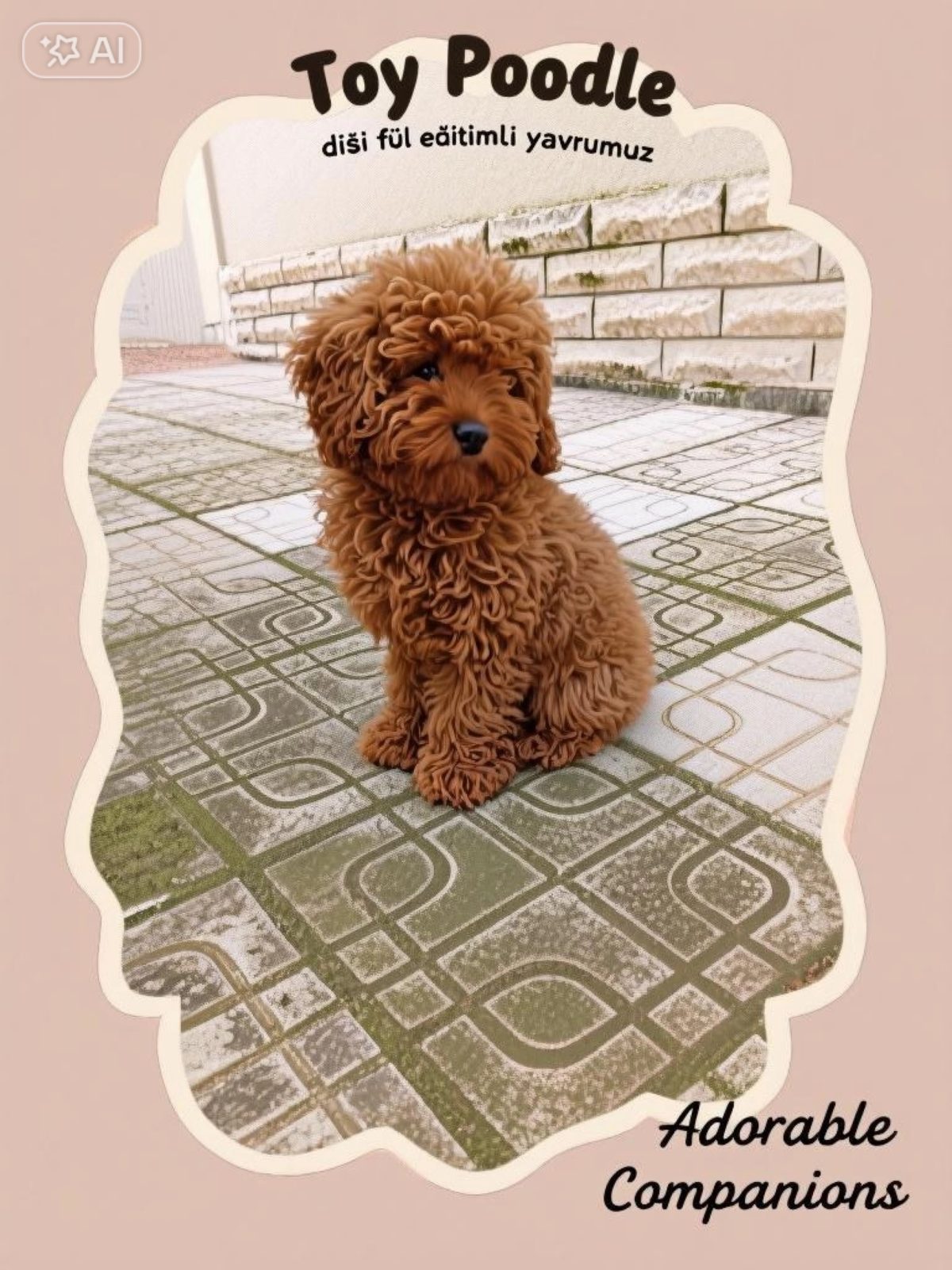 Toy Poodle yavrumuz