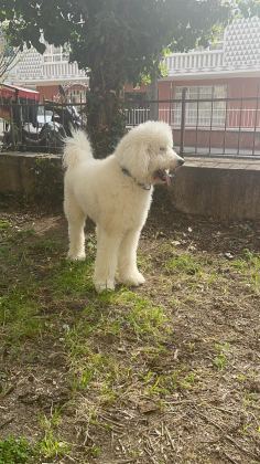 Dev Poodle