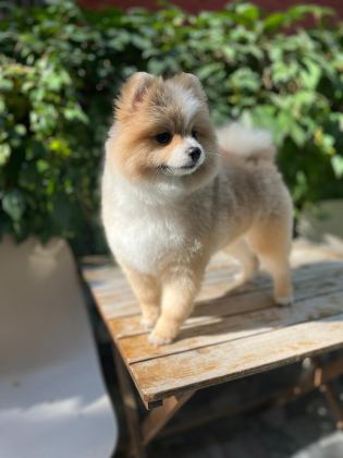 Pomerian Boo