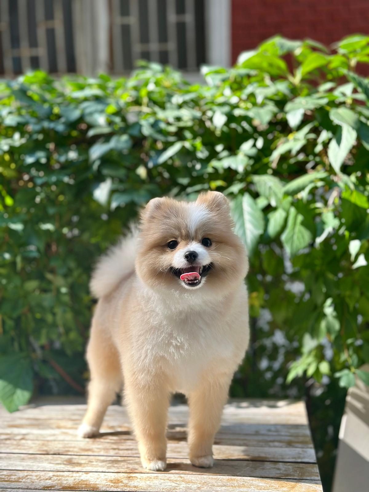 Pomerian Boo